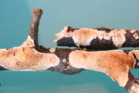 Chiedo aiuto (Byssomerulius corium)